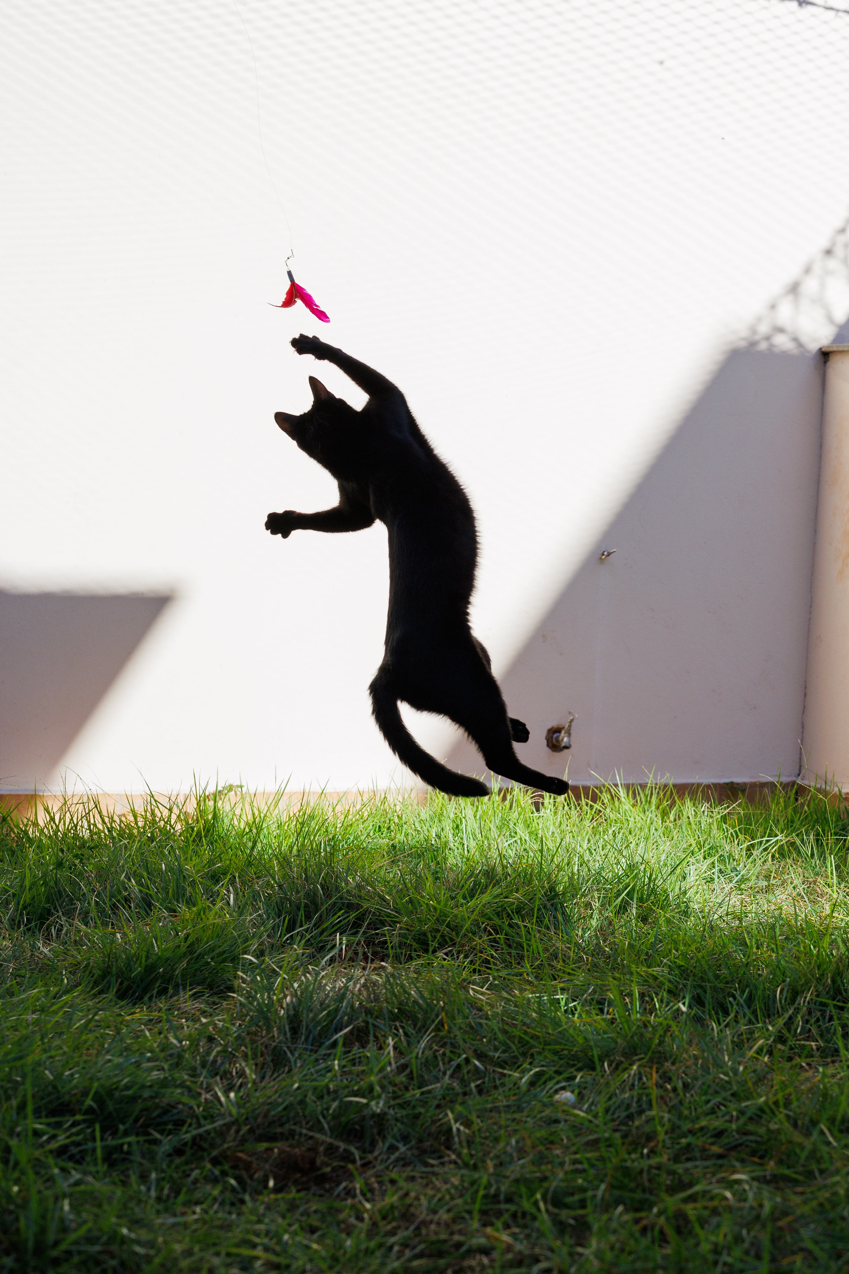Meu gato preto, Hades, no meio de seu pulo para alcançar seu brinquedo preferido, chamado flying cat.