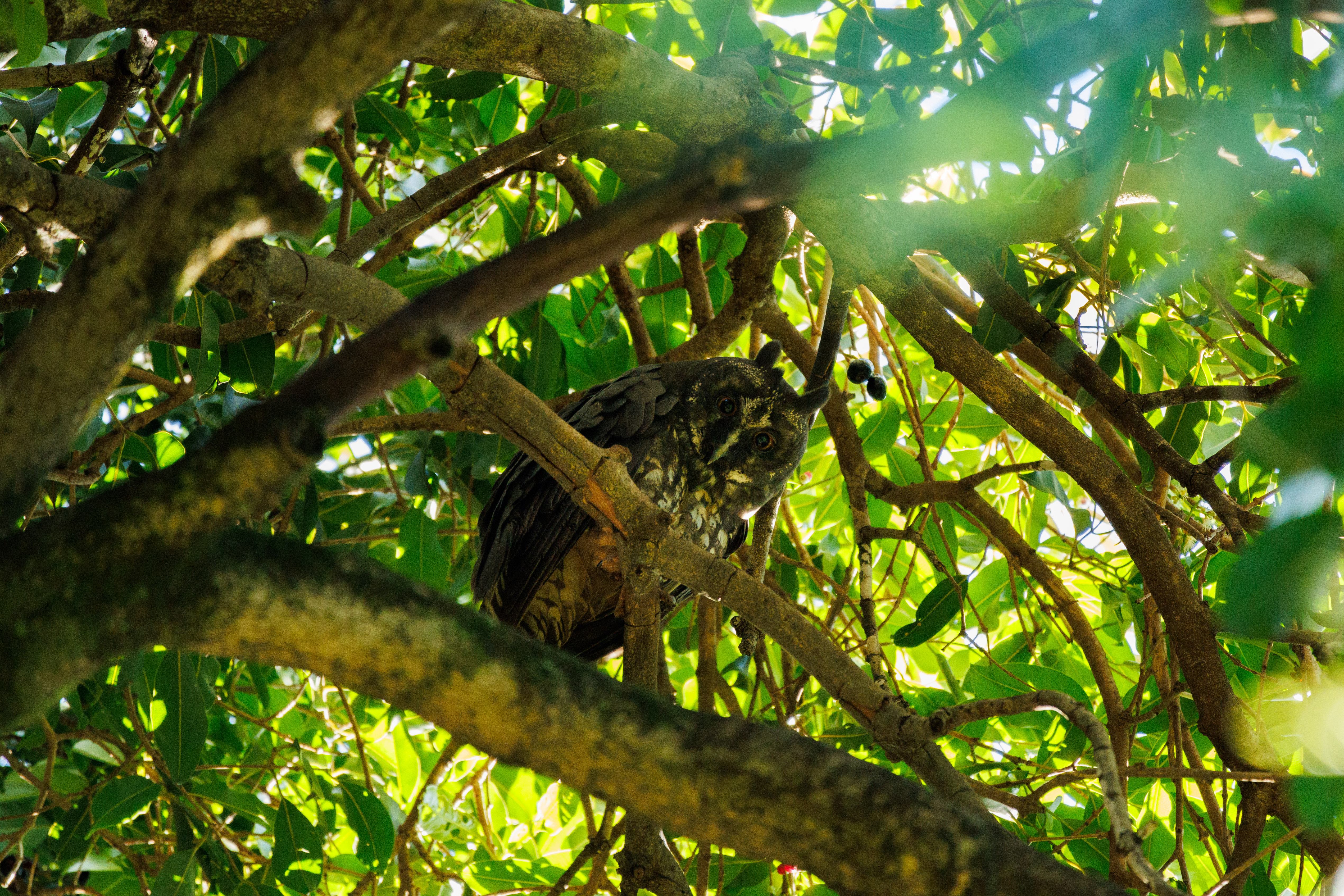 Uma linda e grande coruja, também conhecida como coruja-diabo. Encontro ela sempre na mesma árvore durante o dia.