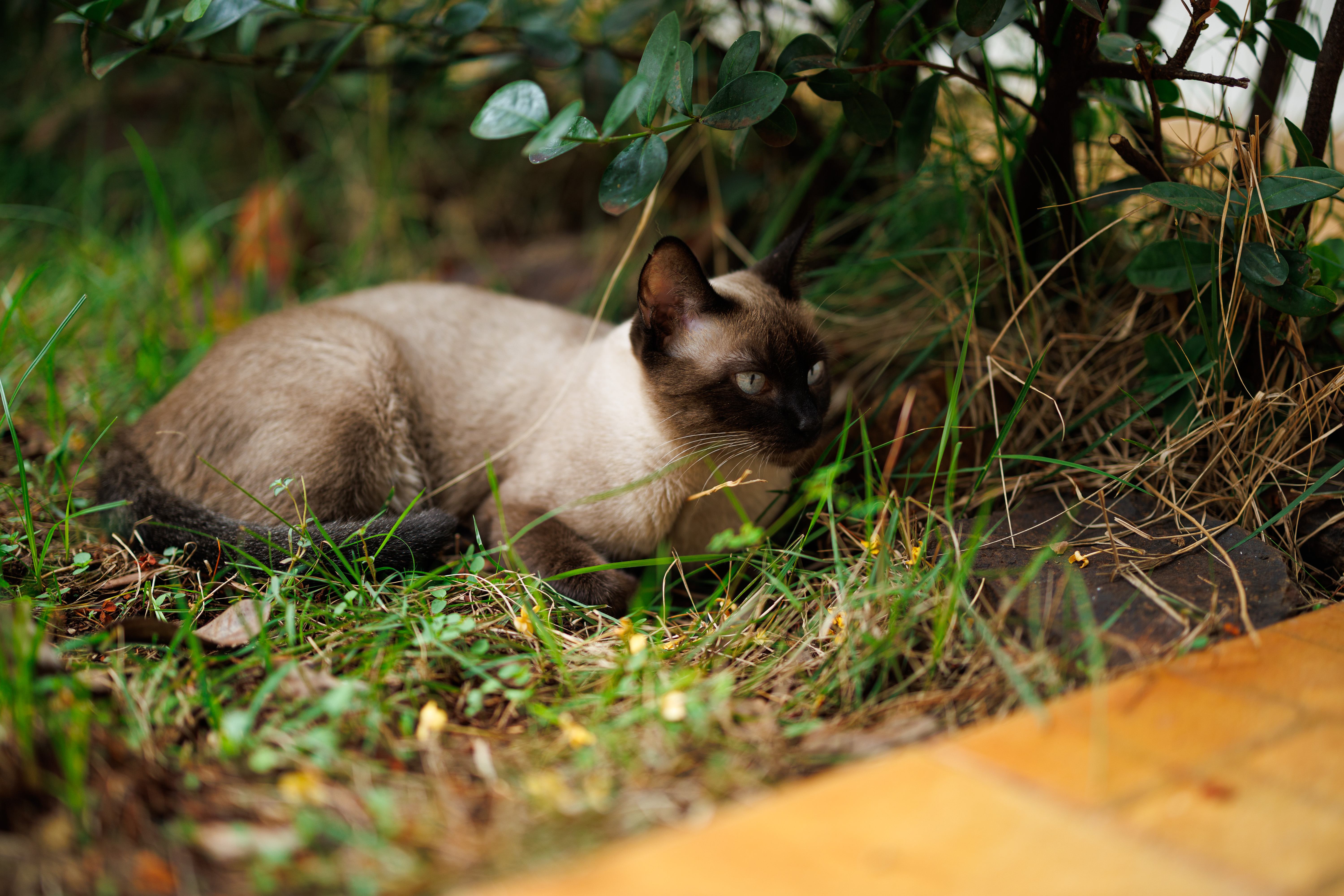 Ela adora uma grama fresquinha para deitar.