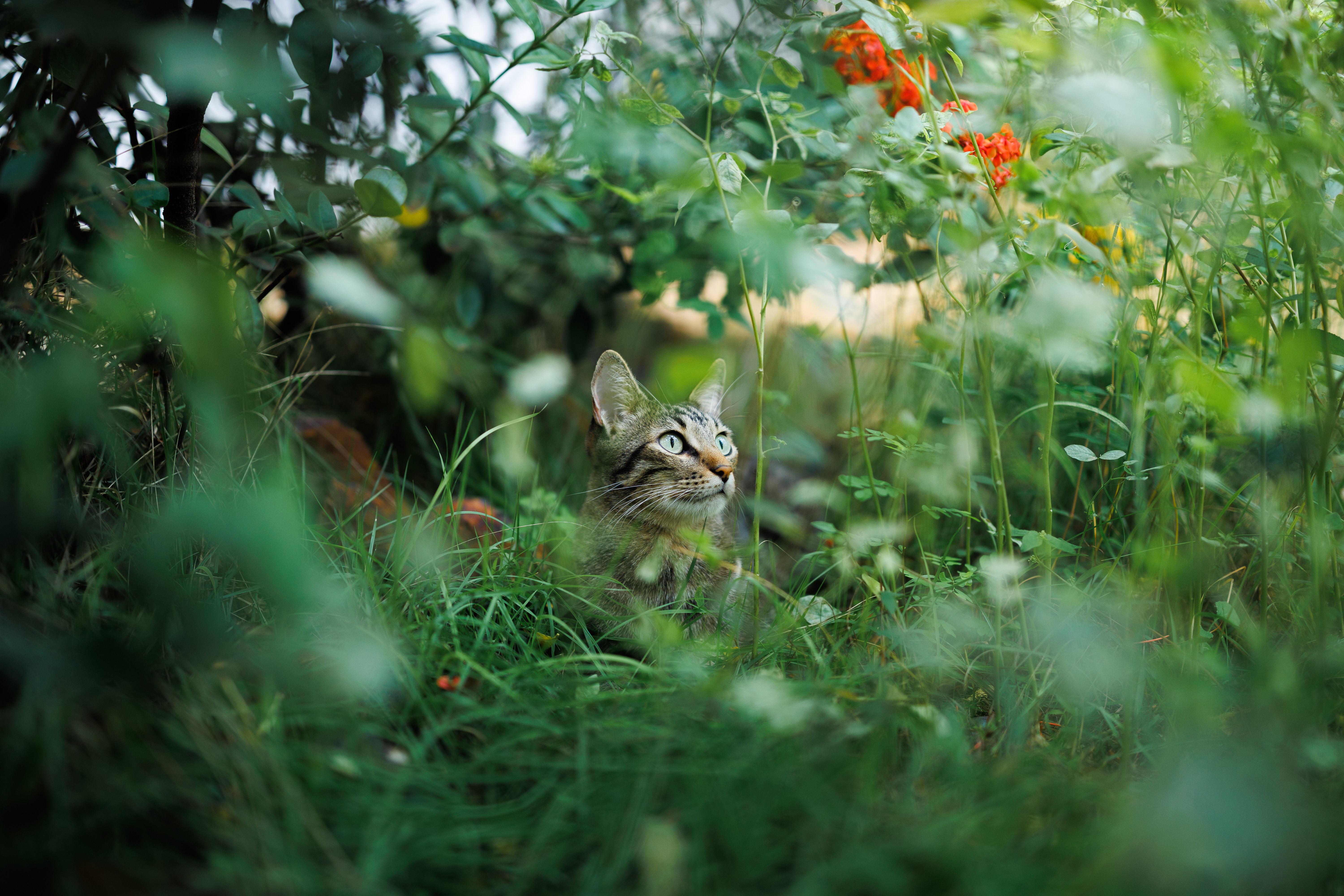 Várias fotos de gatinhos Várias fotos de gatinhos